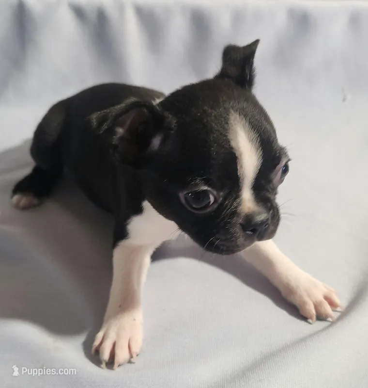 Little boy 1 – Boston Terrier puppy for sale in Jewett, IL