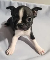 Little boy 1, a male Boston Terrier for sale in Jewett, IL – Photo 2 of 4