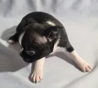 Little boy 1, a male Boston Terrier for sale in Jewett, IL – Photo 3 of 4