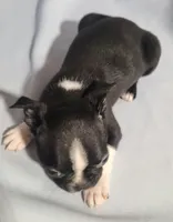 Little boy 1, a male Boston Terrier for sale in Jewett, IL – Photo 4 of 4
