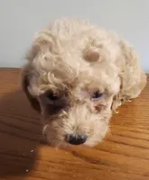 Red girl, a female Poodle - Miniature  for sale in Jewett, IL – Photo 2 of 3