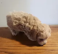 Red girl, a female Poodle - Miniature  for sale in Jewett, IL – Photo 3 of 3