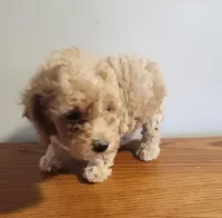 Red girl, a female Poodle - Miniature  for sale in Jewett, IL – Photo 1 of 3