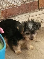 Toto, a male Yorkshire Terrier for sale in Jewett, IL – Photo 2 of 2