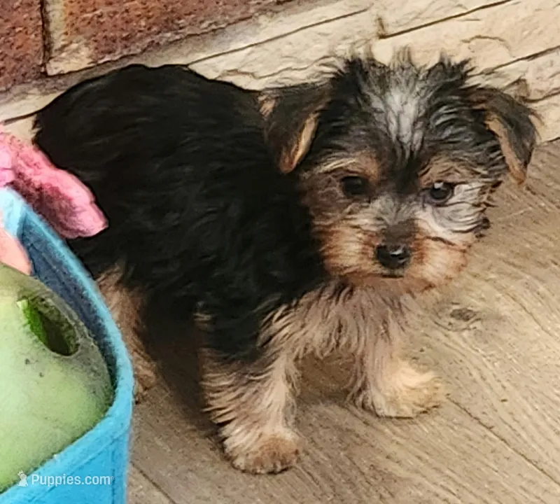 Toto, a male Yorkshire Terrier for sale in Jewett, IL – Photo 1 of 2
