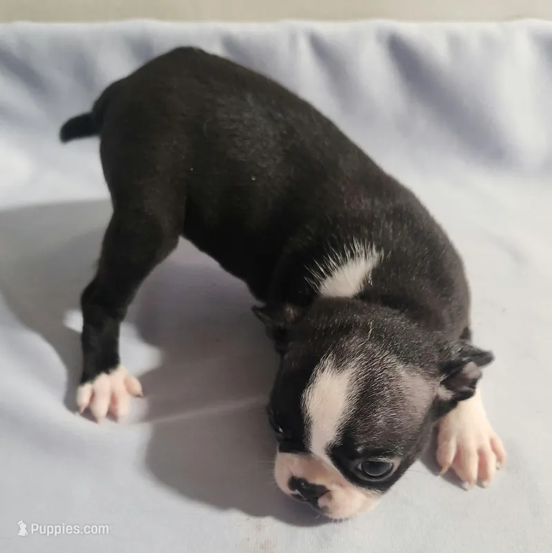Little girl 3 – Boston Terrier puppy for sale in Jewett, IL
