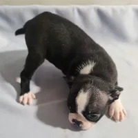 Little girl 3, a female Boston Terrier for sale in Jewett, IL – Photo 1 of 4