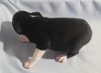 Little girl 3, a female Boston Terrier for sale in Jewett, IL – Photo 2 of 4