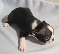 Little girl 3, a female Boston Terrier for sale in Jewett, IL – Photo 3 of 4