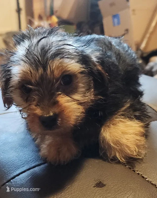Blue Bell – Yorkshire Terrier puppy for sale in Jewett, IL