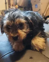 Blue Bell, a female Yorkshire Terrier for sale in Jewett, IL – 1 of 4