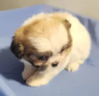 Sam, a male Shih Tzu for sale in Jewett, IL – 3 of 5
