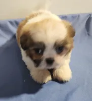 Sam, a male Shih Tzu for sale in Jewett, IL – 2 of 5