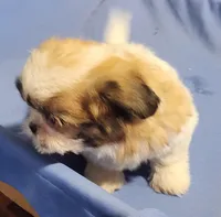 Sam, a male Shih Tzu for sale in Jewett, IL – 4 of 5