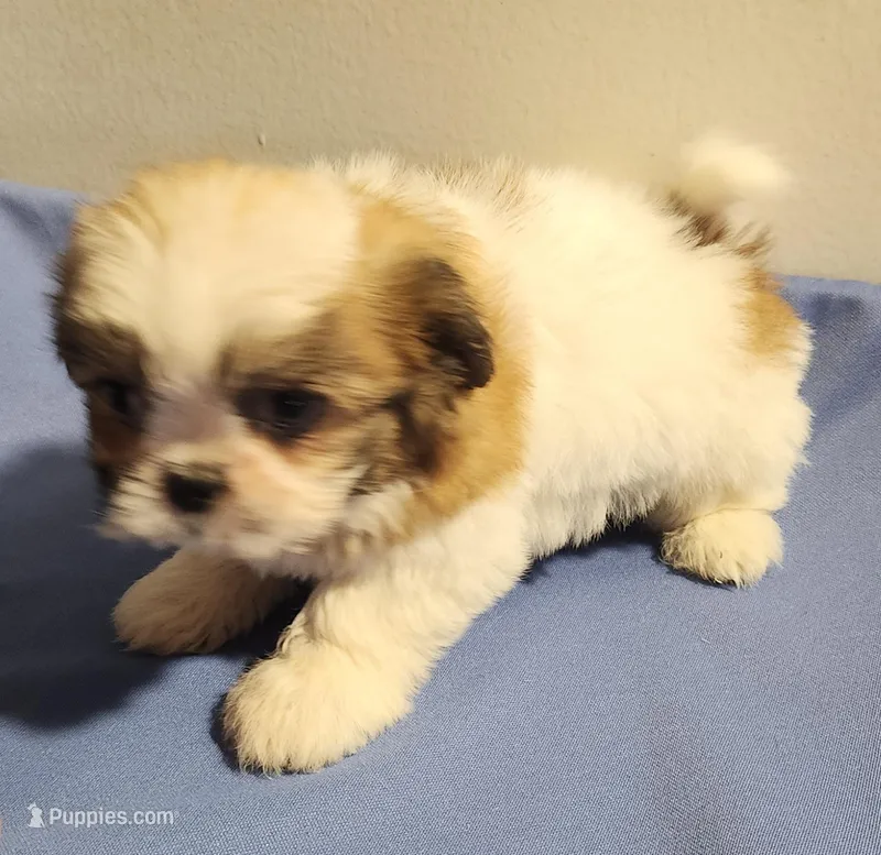 Sam – Shih Tzu puppy for sale in Jewett, IL