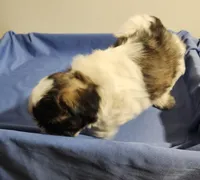 Shihtzu boy, a male Shih Tzu for sale in Jewett, IL – 3 of 4