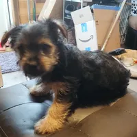 Daffodil, a female Yorkshire Terrier for sale in Jewett, IL – 3 of 4