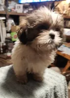 Jess, a female Shih Tzu for sale in Jewett, IL – 2 of 3