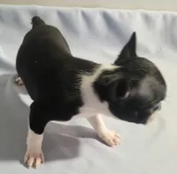 Little girl 1, a female Boston Terrier for sale in Jewett, IL – Photo 2 of 3