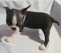 Little girl 1, a female Boston Terrier for sale in Jewett, IL – Photo 3 of 3