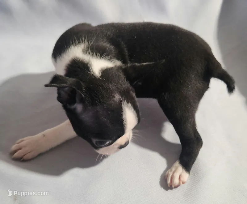 Little girl 1 – Boston Terrier puppy for sale in Jewett, IL