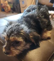 Blue Bell, a female Yorkshire Terrier for sale in Jewett, IL – 4 of 4