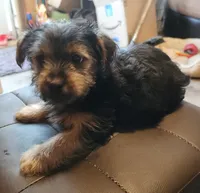 Daffodil, a female Yorkshire Terrier for sale in Jewett, IL – 2 of 4