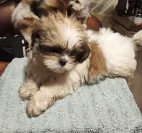 Jess, a female Shih Tzu for sale in Jewett, IL – 1 of 3