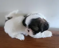 Shithzu boy, a male Shih Tzu for sale in Jewett, IL – Photo 1 of 4