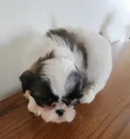 Shithzu boy, a male Shih Tzu for sale in Jewett, IL – Photo 3 of 4