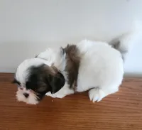 Shithzu boy, a male Shih Tzu for sale in Jewett, IL – Photo 2 of 4