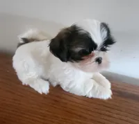 Shithzu boy, a male Shih Tzu for sale in Jewett, IL – Photo 4 of 4