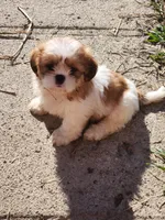 Tom, a male Shih Tzu for sale in Jewett, IL – 5 of 5