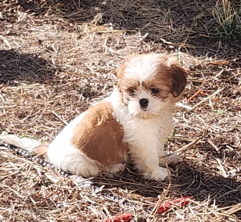 Tom – Shih Tzu puppy for sale in Jewett, IL
