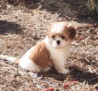 Tom, a male Shih Tzu for sale in Jewett, IL – 1 of 5