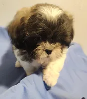 Scotch, a male Shih Tzu for sale in Jewett, IL – 4 of 4