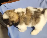 Scotch, a male Shih Tzu for sale in Jewett, IL – 2 of 4