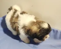 Scotch, a male Shih Tzu for sale in Jewett, IL – 1 of 4