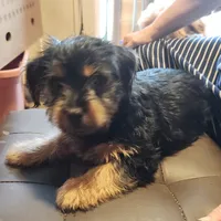 Zebb, a male Yorkshire Terrier for sale in Jewett, IL – 2 of 3