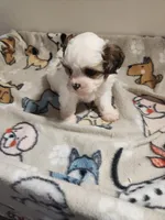 Shihpoo B1, a male Shih Tzu and Poodle - Miniature  for sale in Jewett, IL – Photo 2 of 4