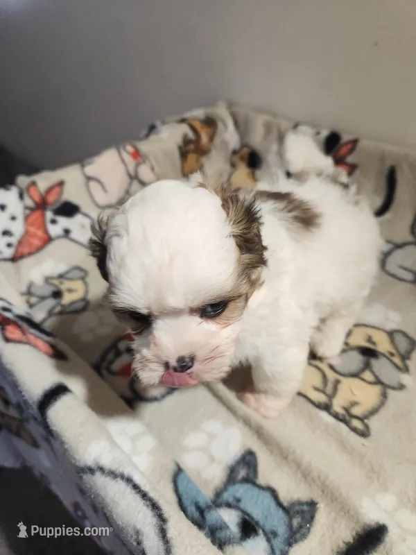 Shihpoo B1 – Shih Tzu, Poodle - Miniature  puppy for sale in Jewett, IL