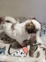 Shihpoo B1, a male Shih Tzu and Poodle - Miniature  for sale in Jewett, IL – Photo 4 of 4