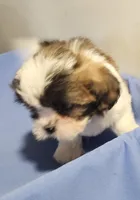 Sherry, a female Shih Tzu for sale in Jewett, IL – 1 of 4
