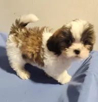 Sherry, a female Shih Tzu for sale in Jewett, IL – 2 of 4