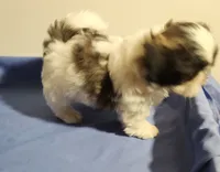 Shihtzu boy, a male Shih Tzu for sale in Jewett, IL – 2 of 4