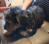 Zack, a male Yorkshire Terrier for sale in Jewett, IL – 2 of 5