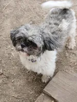 Shihtzu boy, a male Shih Tzu for sale in Jewett, IL – 4 of 4