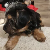 Green jeans, a female Yorkshire Terrier for sale in Jewett, IL – Photo 1 of 5