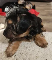 Green jeans, a female Yorkshire Terrier for sale in Jewett, IL – Photo 1 of 5