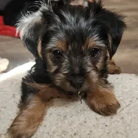 Green jeans, a female Yorkshire Terrier for sale in Jewett, IL – Photo 4 of 5